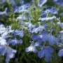 Лобелия Palace Sky Blue